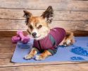 Dog Helios 'Eboneflow' Mediumweight 4-Way-Stretch Flexible And Breathable Performance Dog Yoga T-Shirt