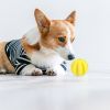 Dog Squeaky Ball Toy; Pet Chew Toy For Dog; Tooth Cleaning Ball Bite Resistant Pet Supplies